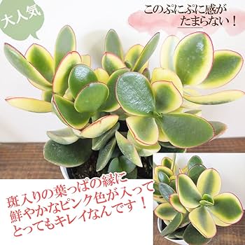 Amazon | 観葉植物 金のなる木 斑入り 黄金花月 選べるサイズ 4